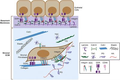 Modulation of Microenvironment Signals by Proteolytic Shedding of Cell Surface Extracellular Matrix Receptors